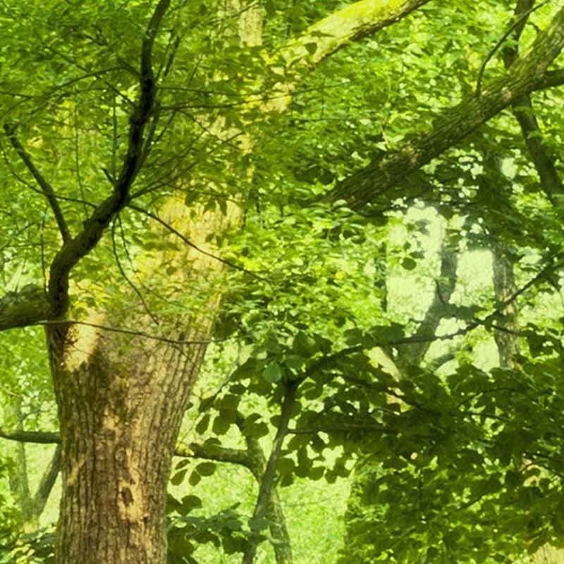Panoramic green forest wallpaper
