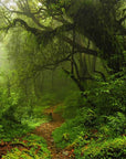 Panoramic wild forest wallpaper