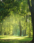 Panoramic sunny forest landscape wallpaper
