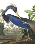 Tropical peacock jungle wallpaper