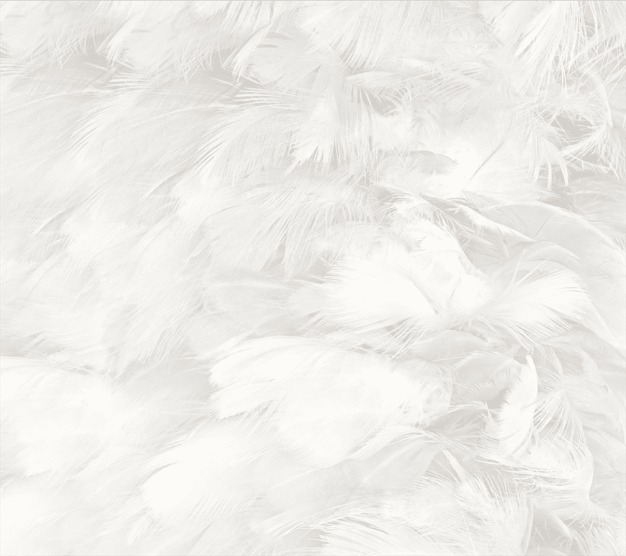 White feather wallpaper