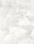 White feather wallpaper
