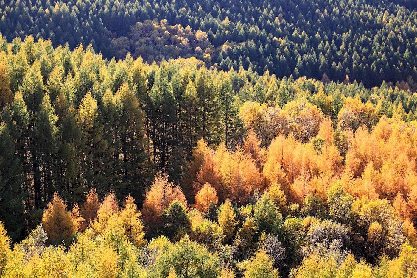 Autumn forest landscape wallpaper
