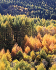 Autumn forest landscape wallpaper