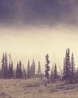 Fog in the forest wallpaper