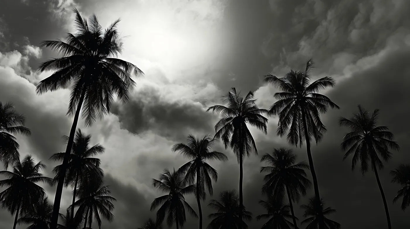 Black and white palm trees and clouds wallpaper
