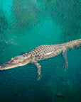 Crocodile in the water wallpaper