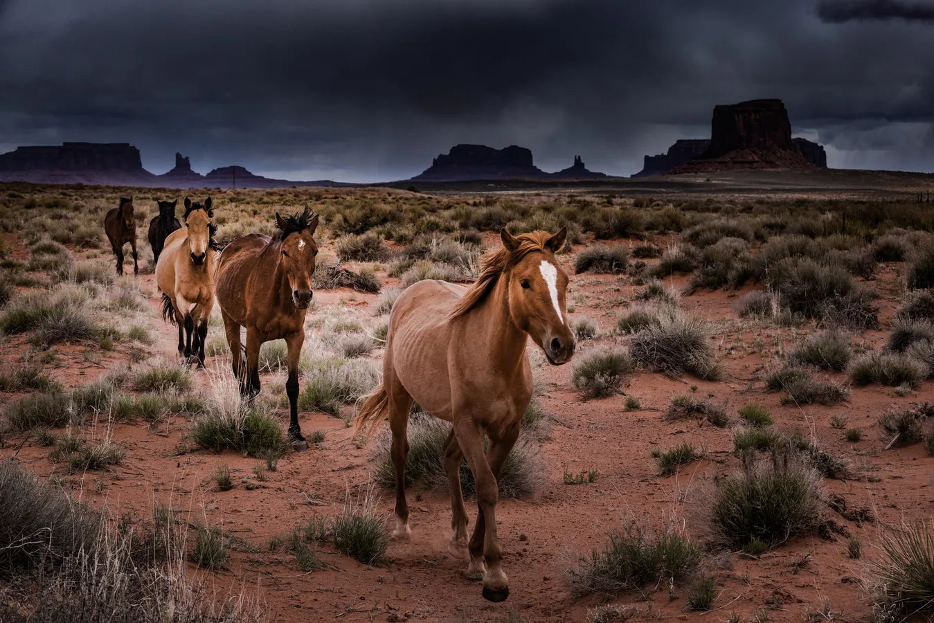 Horses in the valley wallpaper
